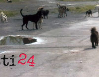 PATTI – Presentata una bozza di regolamento per la gestione dei randagi e degli animali da affezione