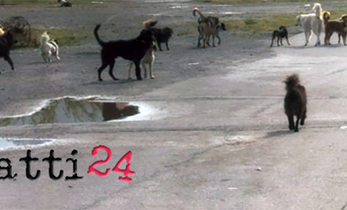 PATTI – Presentata una bozza di regolamento per la gestione dei randagi e degli animali da affezione
