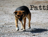 PATTI – Accalappiati gli ultimi due cani randagi in via Papa Giovanni XXIII°