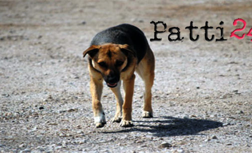 PATTI – Accalappiati gli ultimi due cani randagi in via Papa Giovanni XXIII°