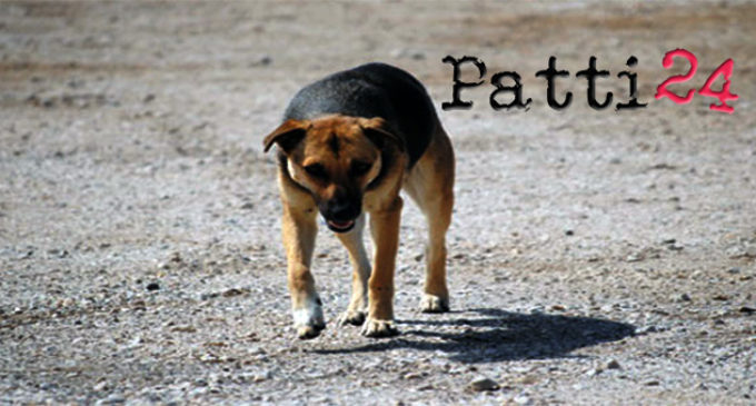 PATTI – Accalappiati gli ultimi due cani randagi in via Papa Giovanni XXIII°