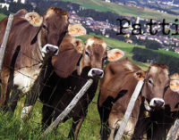 PATTI – Allevamento di bovini sotto sequestro per brucellosi