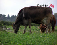 PATTI – Brucellosi bovina a Madoro, sotto sequestro un allevamento, alcuni giorni fa altro caso anche in contrada Masseria