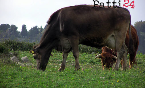 PATTI – Altri casi di brucellosi nel pattese, disposto l’abbattimento di dieci bovini