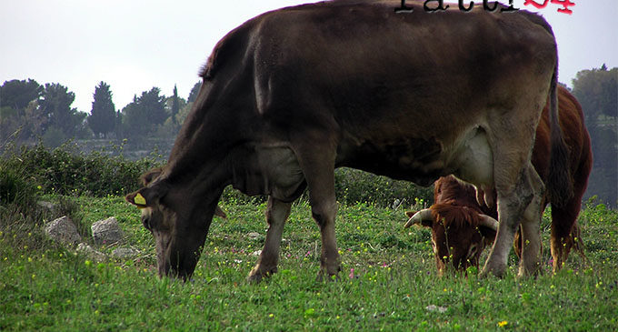 PATTI – Altri casi di brucellosi nel pattese, disposto l’abbattimento di dieci bovini