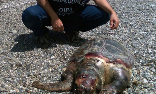 PATTI – Grosso esemplare di caretta-caretta ritrovato morto sulla spiaggia
