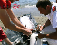 MILAZZO – Contrasto della pesca di frodo, sequestrati due esemplari di tonno rosso