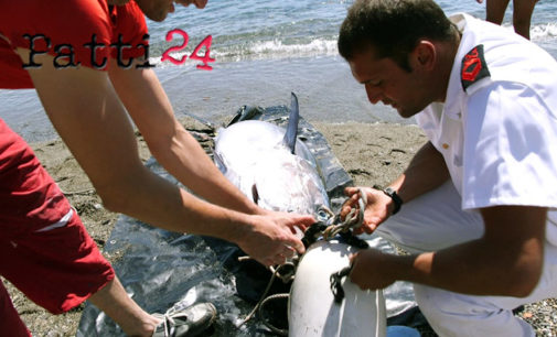 MILAZZO – Contrasto della pesca di frodo, sequestrati due esemplari di tonno rosso