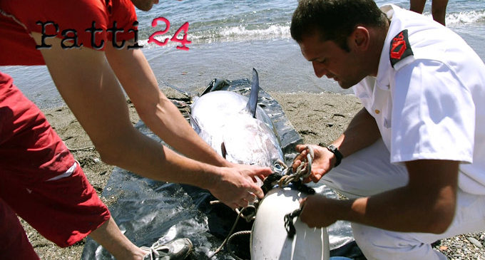 MILAZZO – Contrasto della pesca di frodo, sequestrati due esemplari di tonno rosso