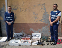 MILAZZO – sequestrati 45 Kg di pesce conservato in acqua sporca