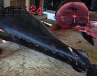 MILAZZO – Sequestrato tonno rosso posto in vendita in violazione della normativa su etichettatura e tracciabilità
