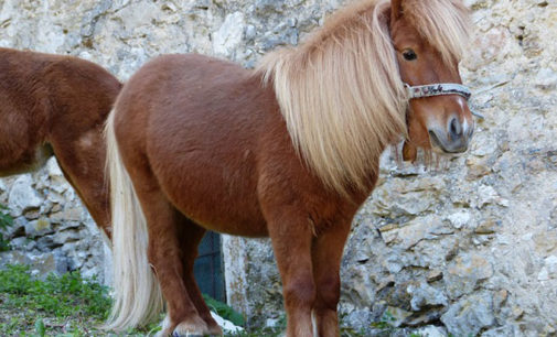 PATTI – Pony disorientato scorazza libero sul lungomare, una ragazza lo mette in salvo