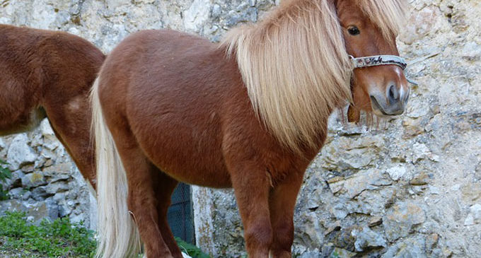 PATTI – Pony disorientato scorazza libero sul lungomare, una ragazza lo mette in salvo