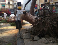 BARCELLONA P.G. – Cade albero, panico nella tarda mattinata di oggi nel centro di Barcellona (di Placido Calvo)