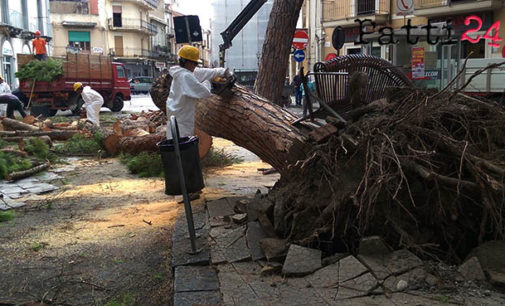 BARCELLONA P.G. – Cade albero, panico nella tarda mattinata di oggi nel centro di Barcellona (di Placido Calvo)