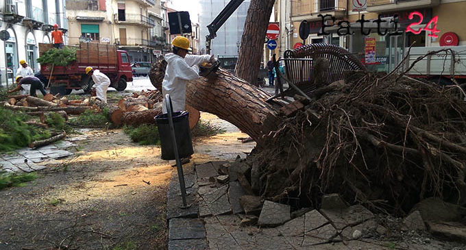 BARCELLONA P.G. – Cade albero, panico nella tarda mattinata di oggi nel centro di Barcellona (di Placido Calvo)