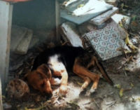 PATTI – Blitz dei Carabinieri al canile lager, sequestrati 91 cani