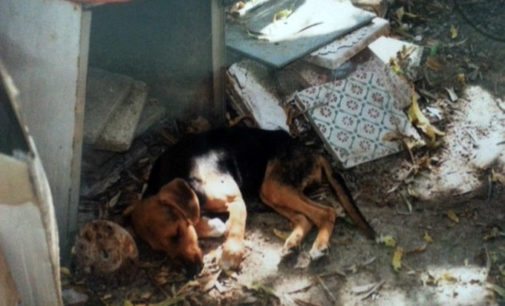 PATTI – Blitz dei Carabinieri al canile lager, sequestrati 91 cani