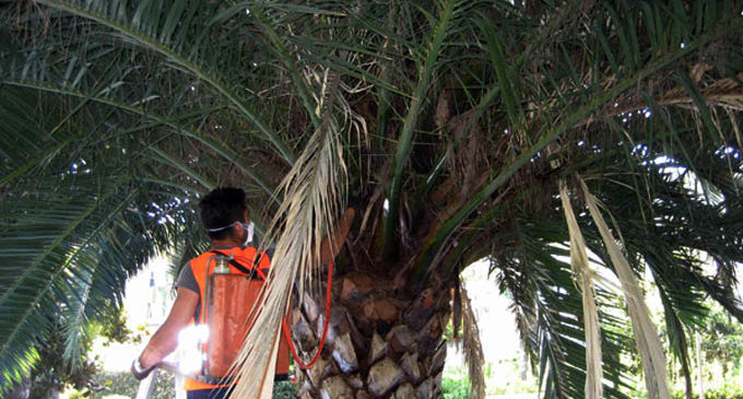 PATTI – Nuovo attacco del punteruolo  rosso sulle palme comunali, si corre ai ripari
