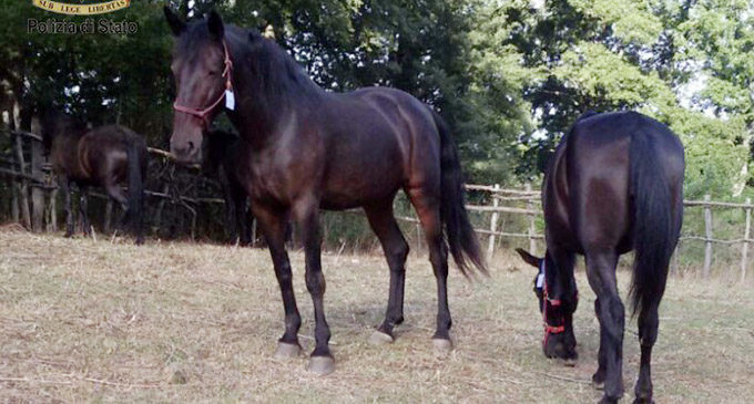 S. AGATA MILITELLO – Recuperati 2 cavalli sanfratellani rubati del valore commerciale di 4.000 euro