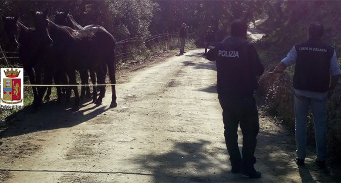 NEBRODI – Ritrovati 5 cavalli sanfratellani rubati ad un allevatore di Caronia