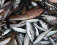 OLIVERI – ”Segui le tracce. Viaggio tra i prodotti ittici”, domani, lunedì 14 convegno conclusivo