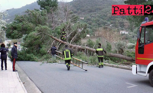 GIOIOSA MAREA – Albero spezzato in due ieri sulla via Lombardia causa le forti raffiche di vento (CanaleSicilia.it)