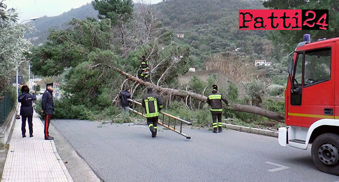 GIOIOSA MAREA – Albero spezzato in due ieri sulla via Lombardia causa le forti raffiche di vento (CanaleSicilia.it)
