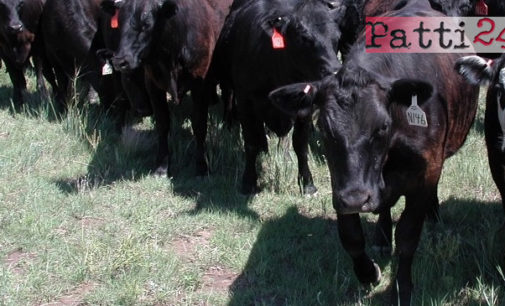 MESSINA – Su 312 allevamenti risultati con mucche affette da brucellosi, 177 si trovano nel Messinese.