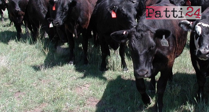 MESSINA – Su 312 allevamenti risultati con mucche affette da brucellosi, 177 si trovano nel Messinese.