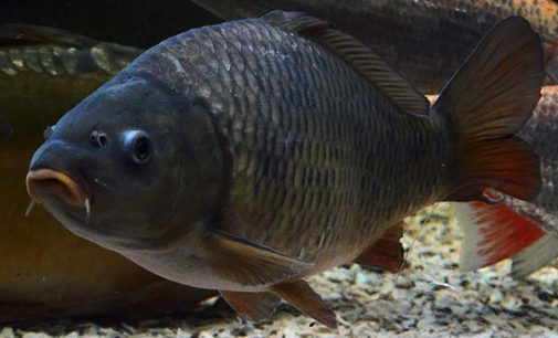 MONTALBANO ELICONA – Sequestrate 24 carpe pescate in un laghetto in contrada Polverello.  Misure inferiori alle normative