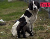 MESSINA – CAS, avviata la campagna contro l’abbandono dei cani in autostrada