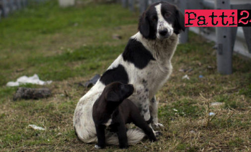 MESSINA – CAS, avviata la campagna contro l’abbandono dei cani in autostrada