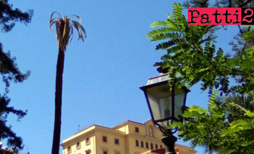 PATTI – Dopo oltre 140 anni di vita verrà rimossa stamattina in villa Umberto 1° la palma denominata Phoenix