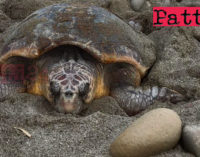 NASO – Eccezionale avvistamento di tartaruga marina (di Elena Favazzo)