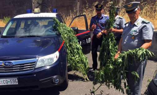 CESARO’ – Il Nucleo Elicotteri dei Carabinieri individua altra piantagione di canapa indiana