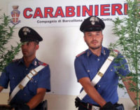 BARCELLONA P.G. – Coltiva sul terrazzo 2 piante di ”cannabis indica”. Arrestato 48enne