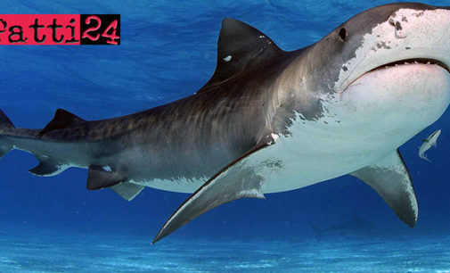 MESSINA – Avvistamento presunto squalo lungo circa 5 metri. La Capitaneria allerta i bagnanti