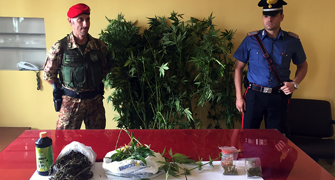 CAPIZZI – 51enne arrestato per coltivazione di cannabis indica e detenzione a fini di spaccio di marijuana
