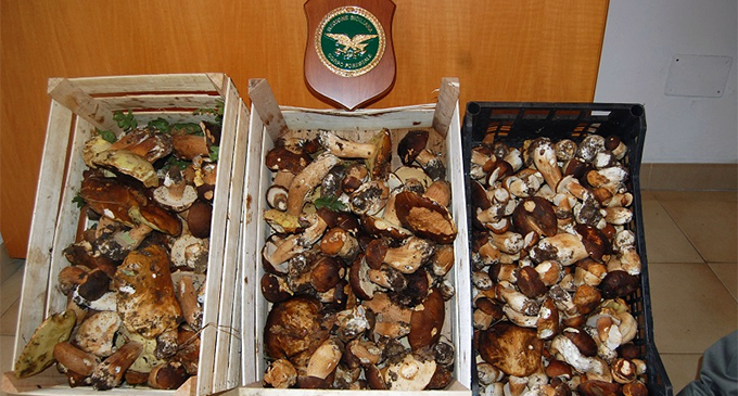 NEBRODI – Confiscati ingenti quantitativi di funghi. Numerose le sanzioni amministrative