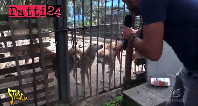 PATTI – Canile di contrada Mulinello. Dopo il servizio di ”Striscia la Notizia” Enrico Rizzi contesta Aquino
