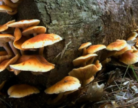 FURNARI – Corso di formazione per il rilascio del tesserino per la raccolta di funghi epigei spontanei