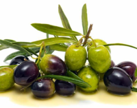 MIRTO – 2° Festival dell’olio di oliva dei nebrodi, potatura, assaggi e convegno sul bio