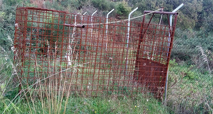 SAN PIERO PATTI – Sequestrata una gabbia a ghigliottina per la cattura dei cinghiali