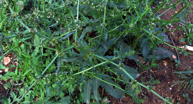 PATTI – Potatura verde pubblico. Lunedi’ 30 divieti di sosta e di fermata nelle zone interessate delle vie Mazzini, Lionti e B.Croce