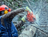 PATTI – Disposto intervento urgente per abbattimento albero di circa 25 metri in una zona via Giuseppe Ceraolo