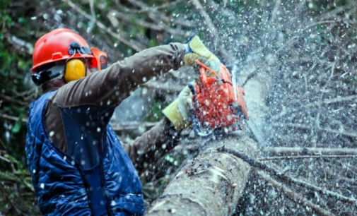PATTI – Disposto intervento urgente per abbattimento albero di circa 25 metri in una zona via Giuseppe Ceraolo