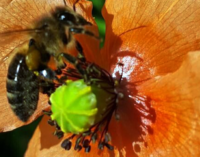 MIRTO – Corso di Apicoltura per salvaguardare l’ape sicula e creare nuovo reddito