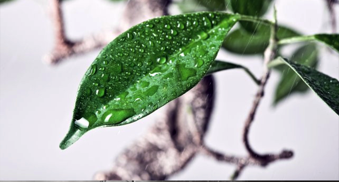 CAPO D’ORLANDO – La UIA organizza un corso per l’utilizzo dei prodotti fitosanitari