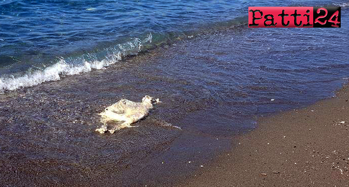 PATTI – Mentre il topo ha preferito la “passeggiata” a Marina, la pecora ha voluto fare un bagno a Mongiove ed è annegata, mischina !